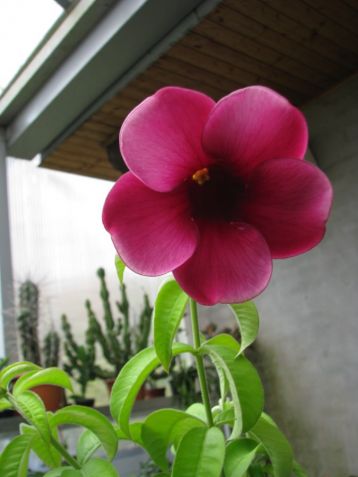 Allamanda cathartica purple