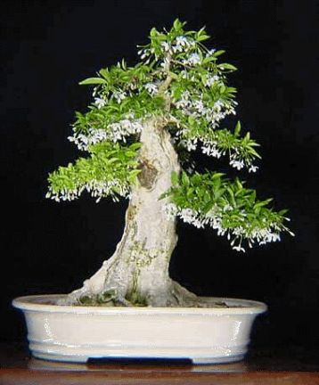 Wrightia religiosa dwarf