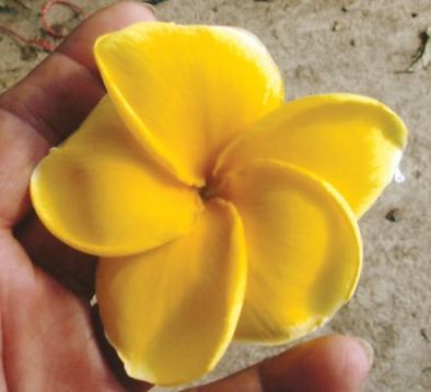 Plumeria 4714