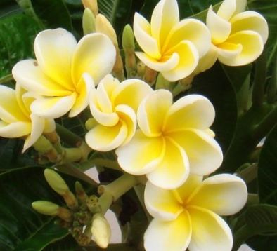 Plumeria yellow dwarf - zakrslá žlutá