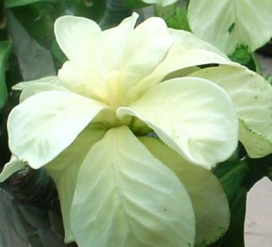 Adenium obesum "wonderful glass" - pouštní růže