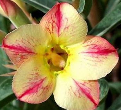 Adenium obesum "star of yellow dream" - pouštní růže