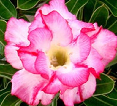 Adenium obesum " amazing thailand" - pouštní růže