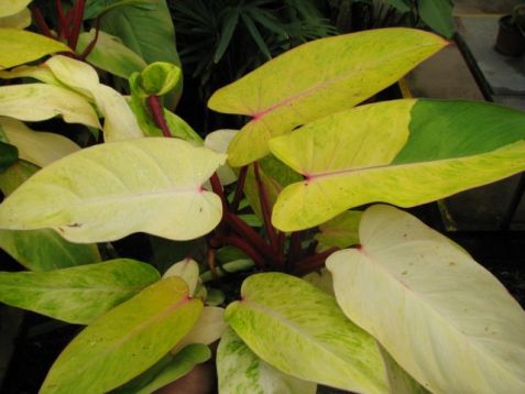 Philodendron "painted lady"
