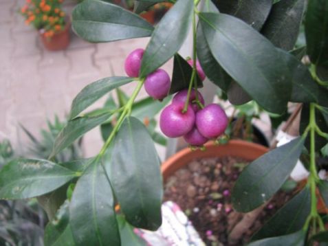 Eugenia myrtifolia - martej, vánoční třešeň