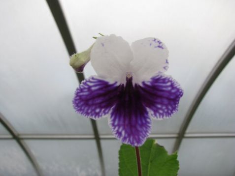 Streptocarpus "fleischl"s leyla"