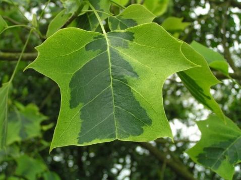 Liriodendron tulipifera aureomarginatum