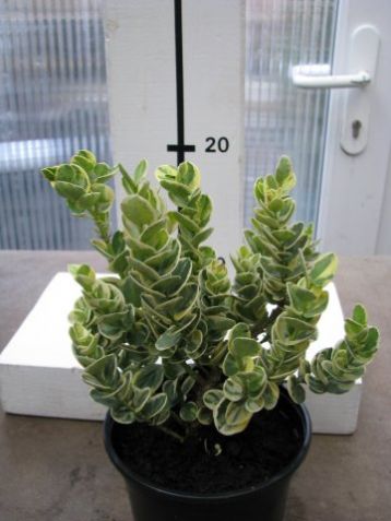 Carissa grandiflora variegata