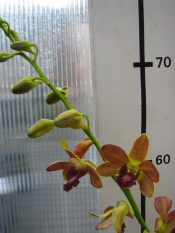 Dendrobium hybrid č.4