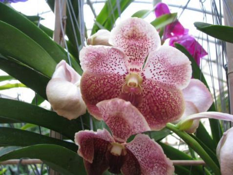 Vanda hybrid č.2