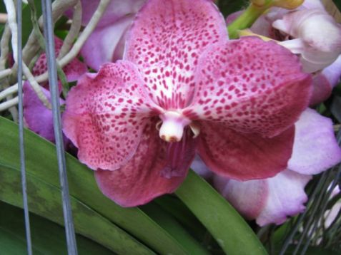 Vanda hybrid no.12