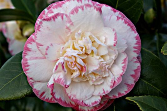 Camellia "margaret davis"