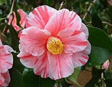 Camellia "tricolor" - kamélie
