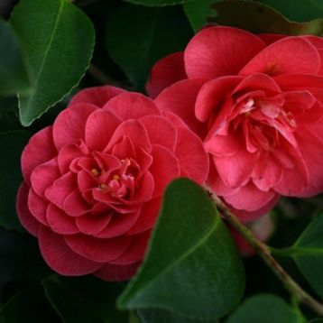 Camellia "lady campbell" - kamélie