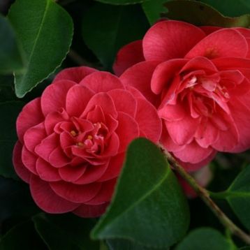 Camellia "lady campbell"