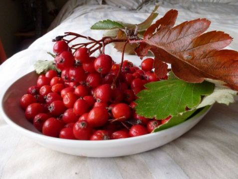 Crataegus pinnatifida "big mao mao"