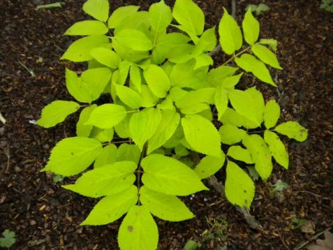 Aralia cordata "sun king"