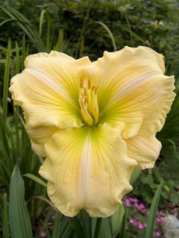 Hemerocallis "serenity morgan" - denivka