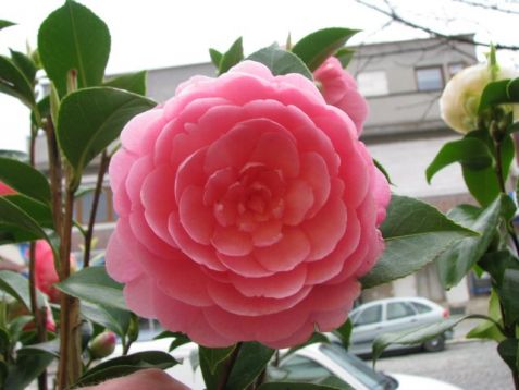 Camellia "e. G. Waterhouse"