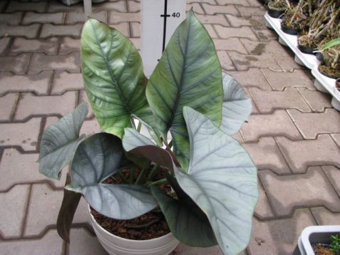 Alocasia chaii - alokázie