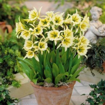Hymenocallis "sulphur queen"