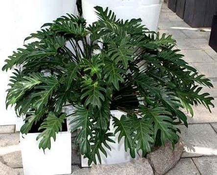 Philodendron "xanadu"