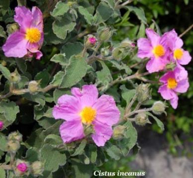 Cistus incanus