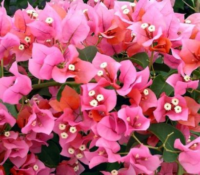 Bougainvillea "rosenka" - bugenvilea