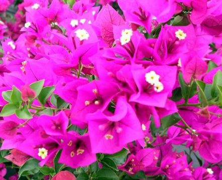 Bougainvillea "royal purple"