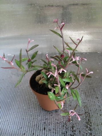 Monadenium montanum ssp. rubellum