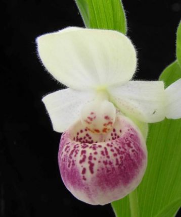 Cypripedium hybrid "ulla silkens" - střevíčník venkovní