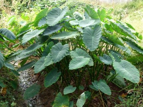 Colocasia esculenta - kolokásie jedlá, taro