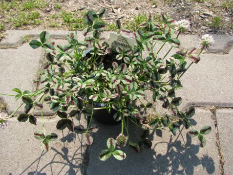 Trifolium repens "red river"