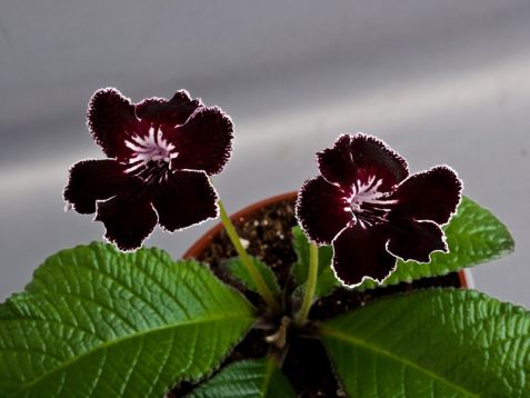 Streptocarpus "bonaventure"