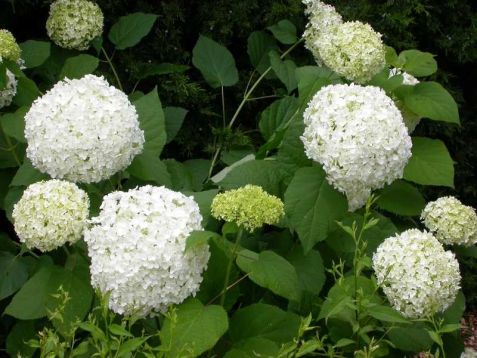 Hydrangea arborescens "annabelle"