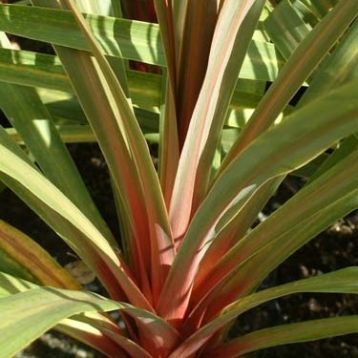 Dracaena / cordyline "sundance"