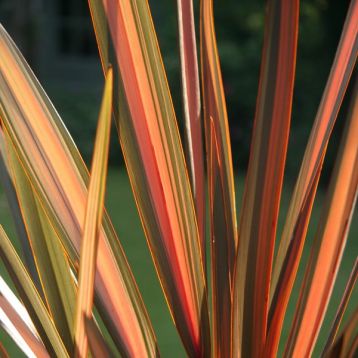 Phormium tenax "rainbow queen"