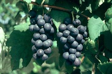 Vitis vinifera "alden" - réva vinná modrá