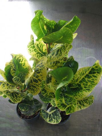 Codiaeum / croton-orbicular leaf