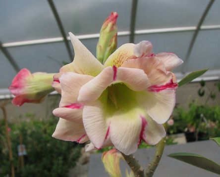 Adenium obesum "sab jaren yellow"