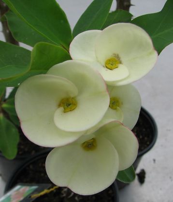 Euphorbia millii - trnová koruna hybrid