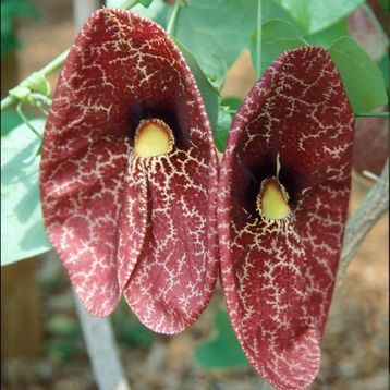 Aristolochia brasiliensis - podražec