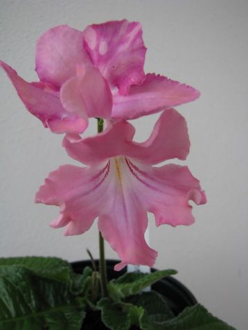 Streptocarpus "prazdnik solnca"