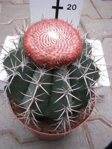 Melocactus matanzanus