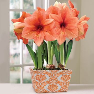 Hippeastrum "tosca" - hvězdník, nesprávně amarylis