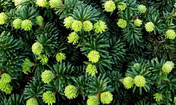 Abies balsamea "nana" - zakrslá