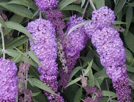 Buddleja davidii "nanho blue" - motýlokvět, komule