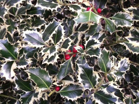 Ilex aquifolium "argentea marginata" - cesmína