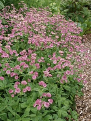 Astrantia major "pink pride"