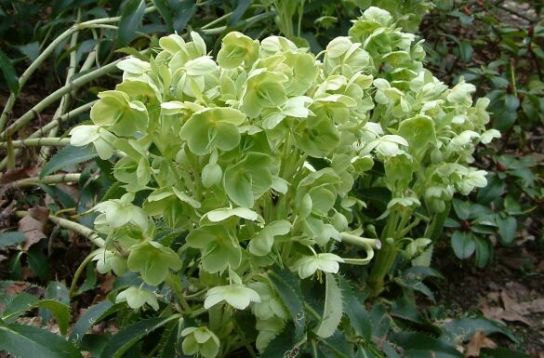 Helleborus argutifolius